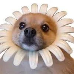 Dog or Flower logo
